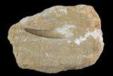 Fossil Plesiosaur (Zarafasaura) Tooth In Rock - Morocco #73615-1